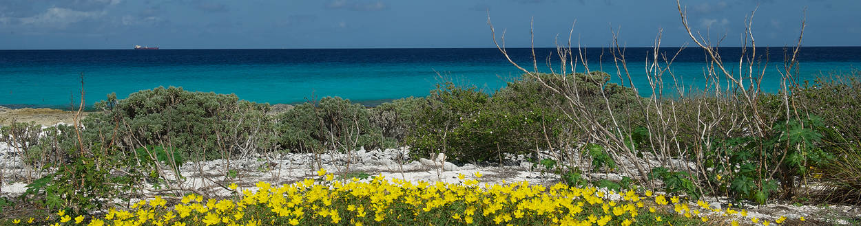 Bonaire strand met bloemen en blauwe zee