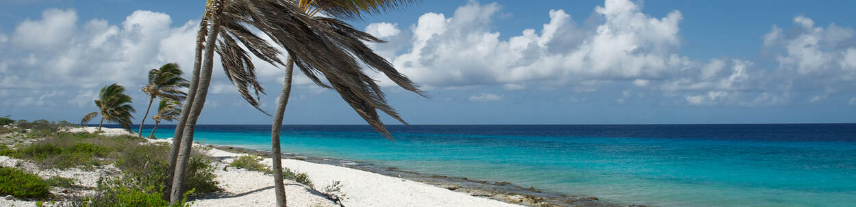 Bonaire wit starnd met palmbomen en felblauwe zee